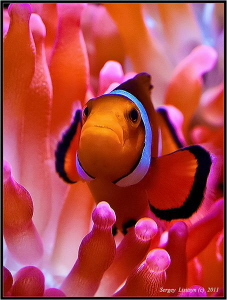 Amphiprion ocellaris. by Sergey Lisitsyn 